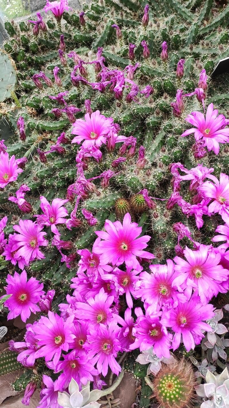 Oreocereus pseudofossulatus habit