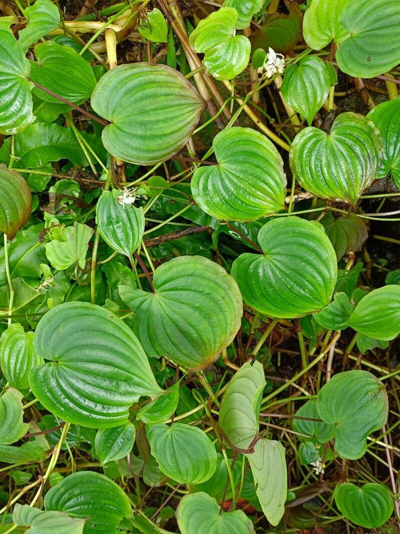 Streptolirion volubile — search result for 'South Korea'
