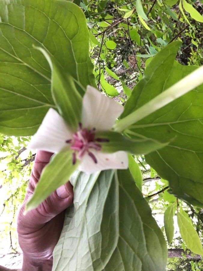 Trillium flexipes flower