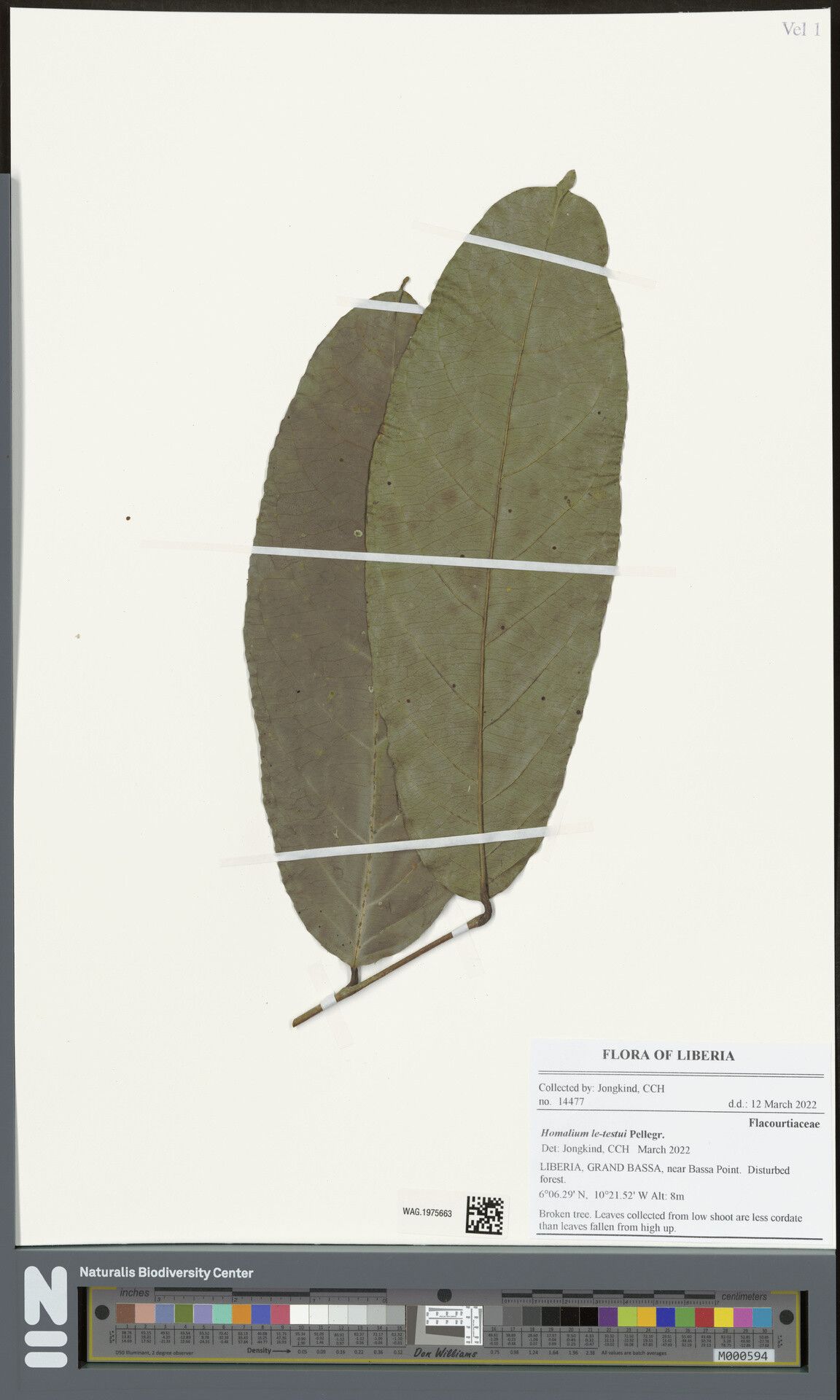 Homalium letestui other