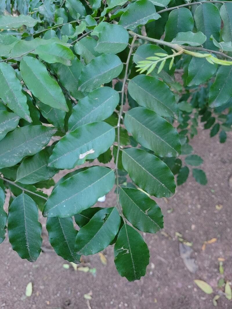 Myroxylon balsamum leaf