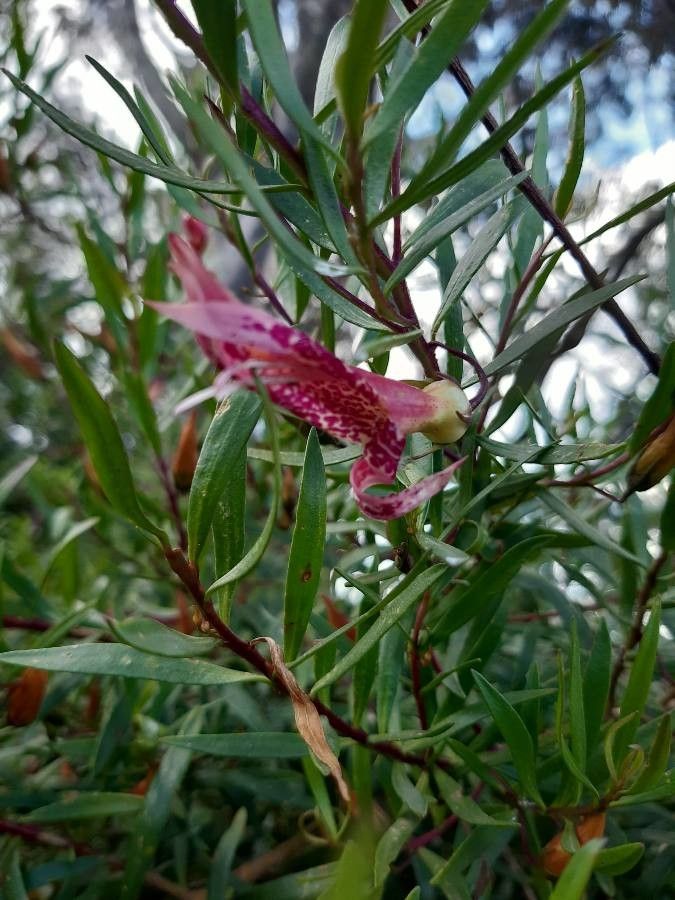 Eremophila maculata — search result for 'Fuchsia'