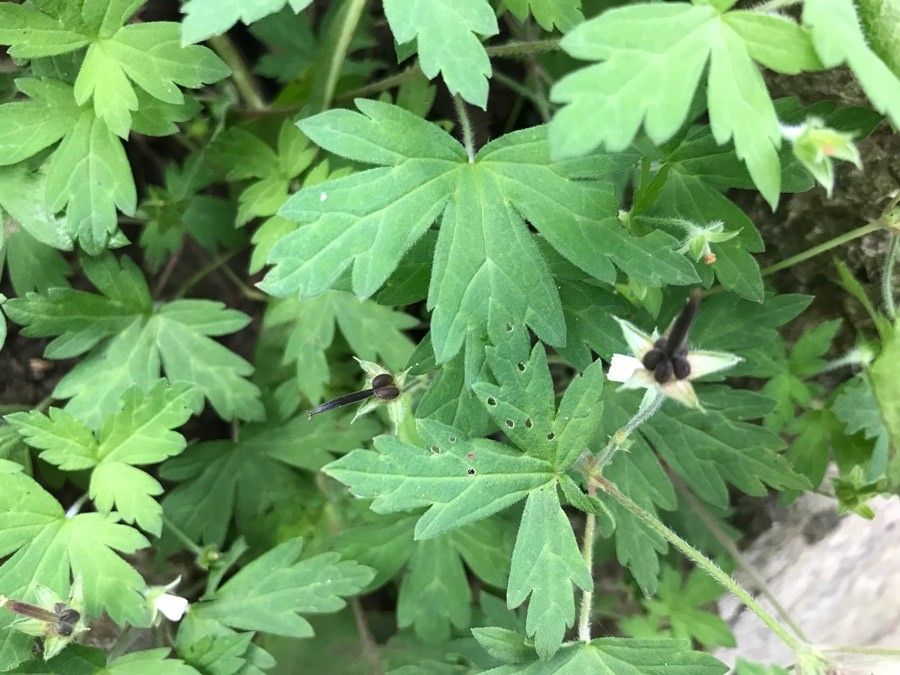 Geranium sibiricum fruit