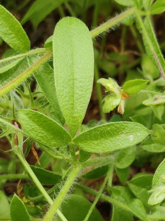 Hymenocarpos circinnatus leaf