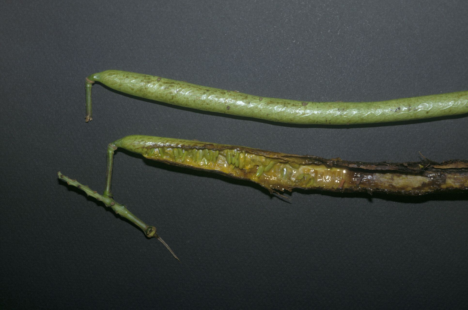 Senna quinquangulata fruit