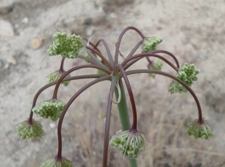 Margotia gummifera flower
