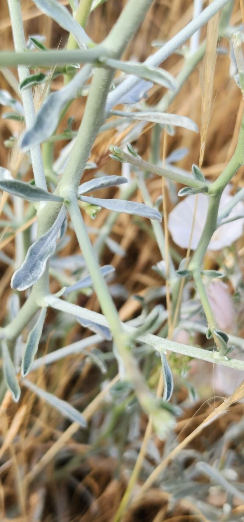 Convolvulus acanthocladus bark