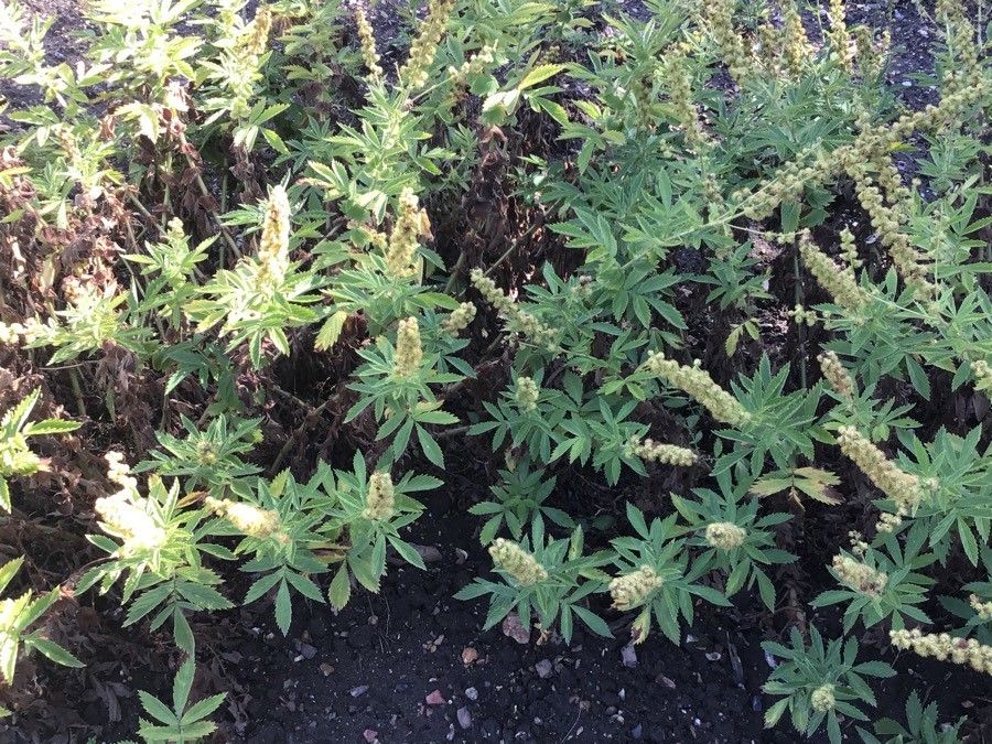 Agrimonia procera — search result for 'Southern Europe'