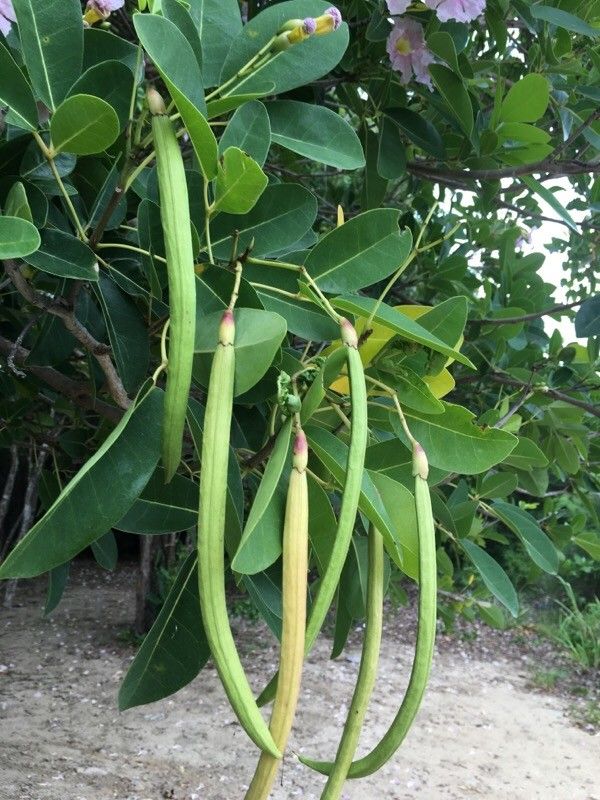 Tabebuia rosea fruit