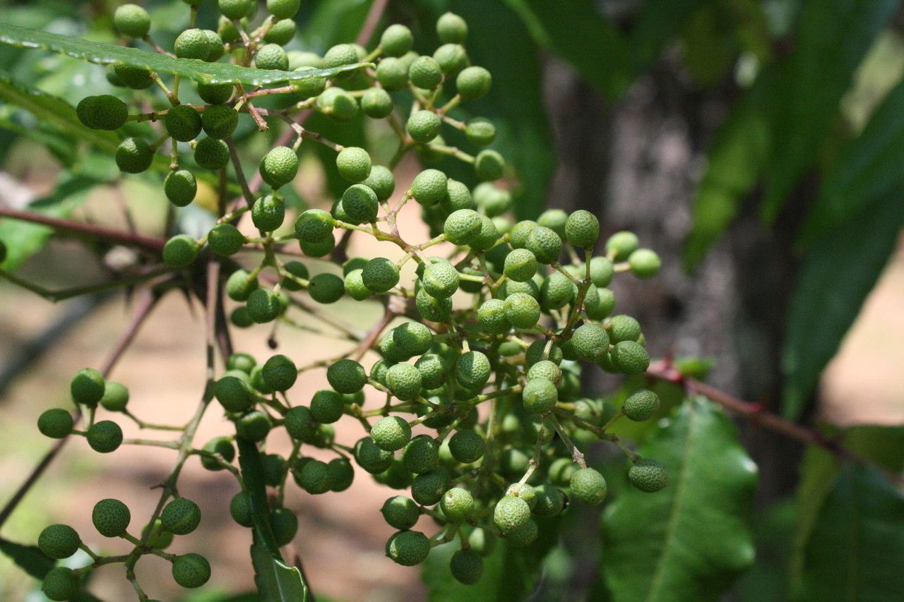 Zanthoxylum clava-herculis fruit