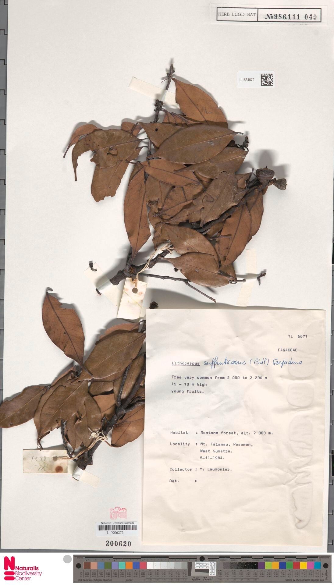 Lithocarpus suffruticosus — houseplant care guide