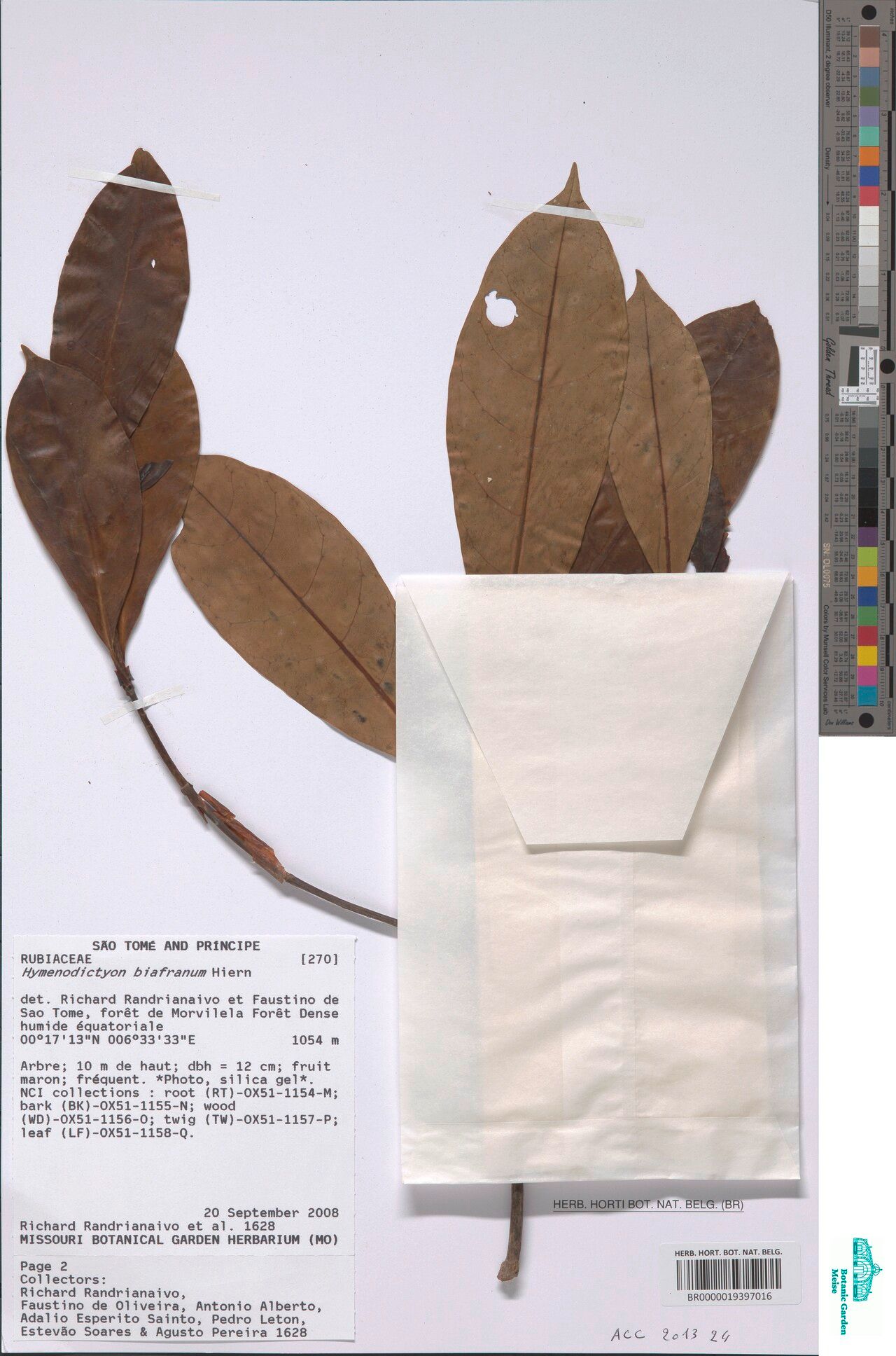 Hymenodictyon berivotrense — related species from the same genus