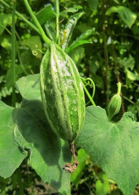 Trichosanthes costata fruit