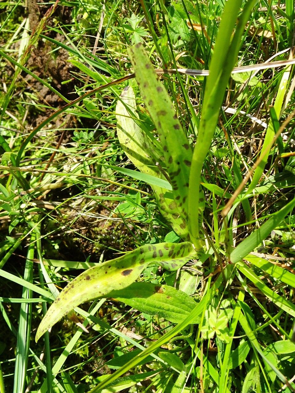 Dactylorhiza maculata leaf