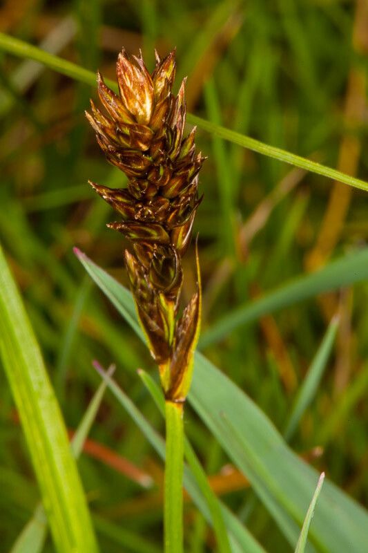 Carex disticha flower