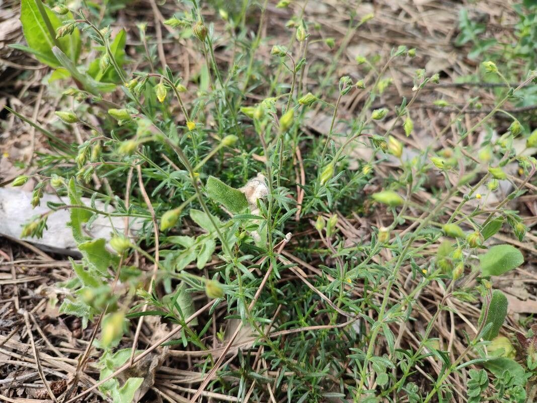 Fumana thymifolia leaf