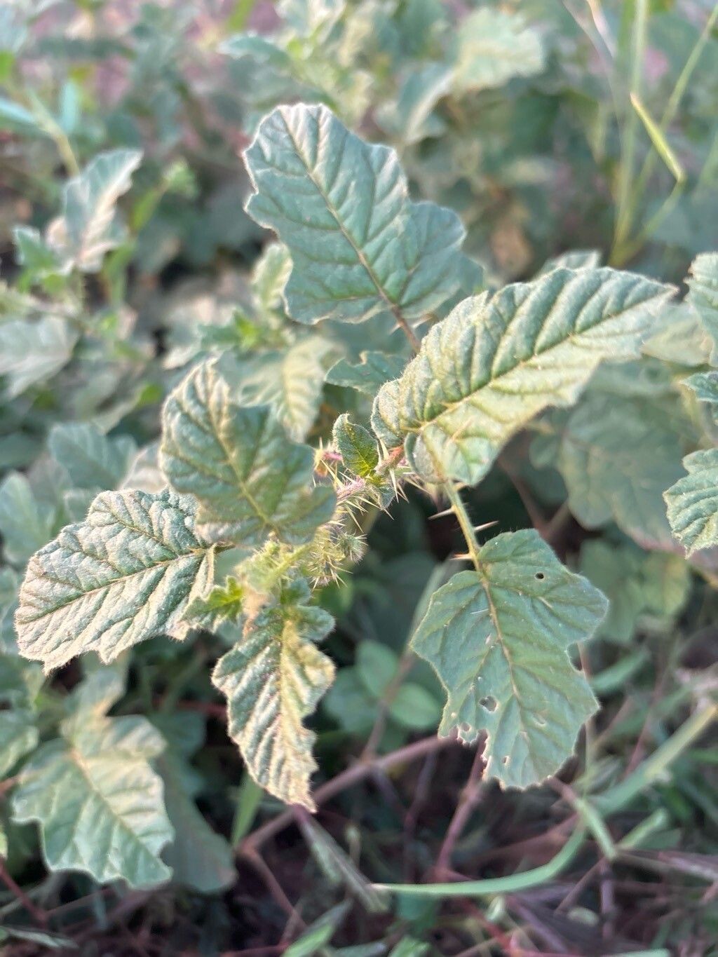 Solanum agrarium — houseplant care guide