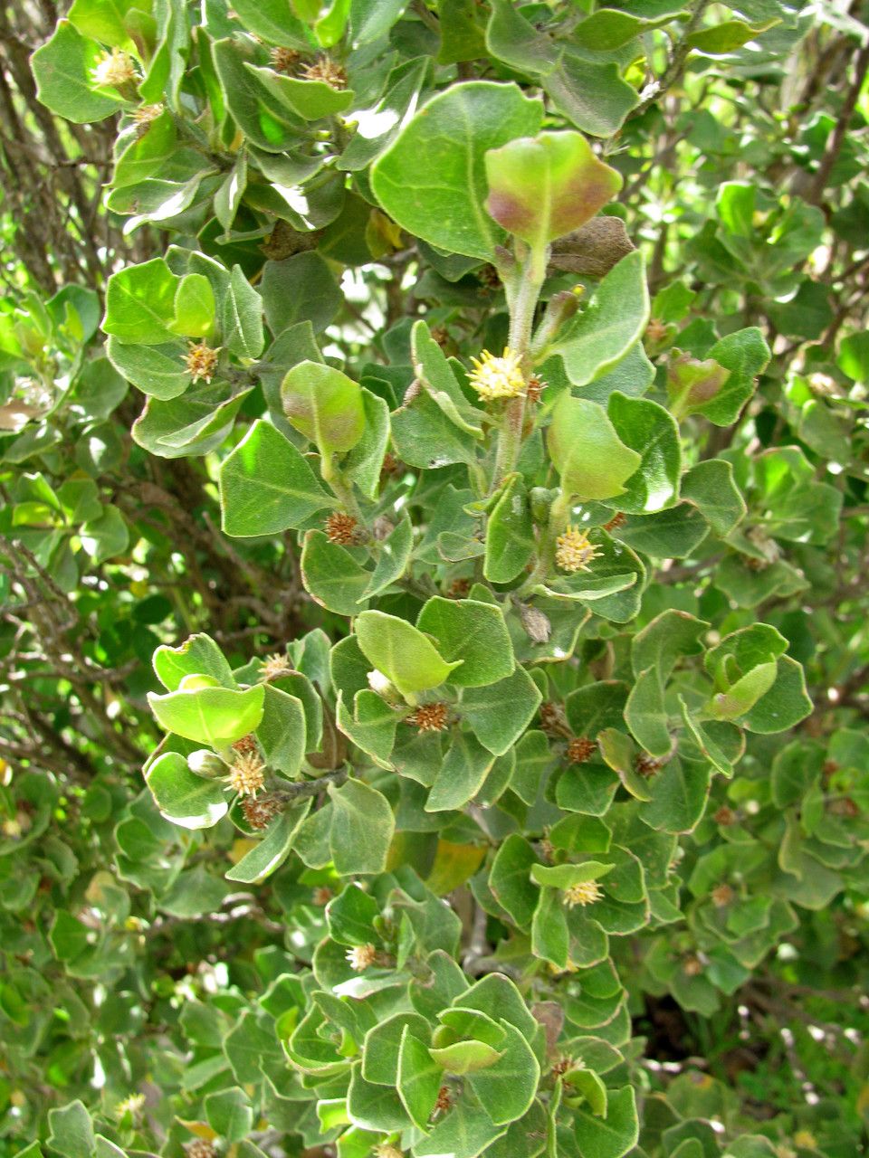 Baccharis papillosa other