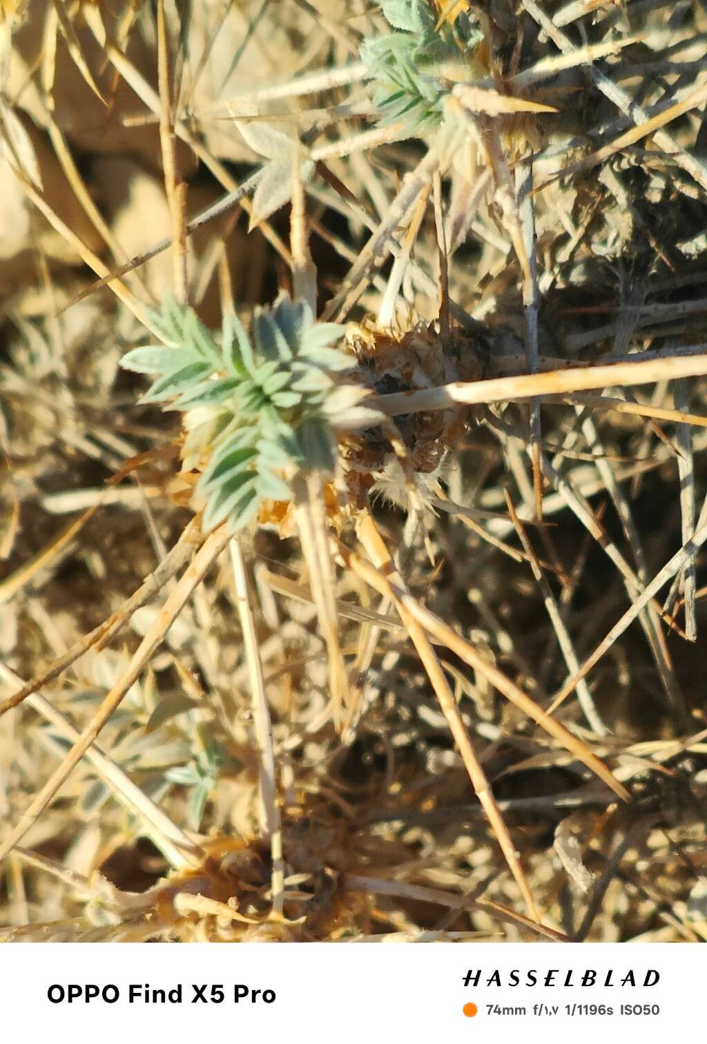 Astragalus microcephalus — houseplant care guide