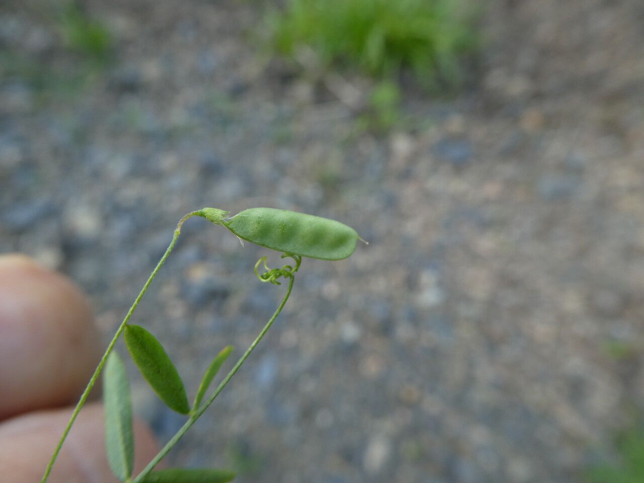 Vicia pubescens fruit