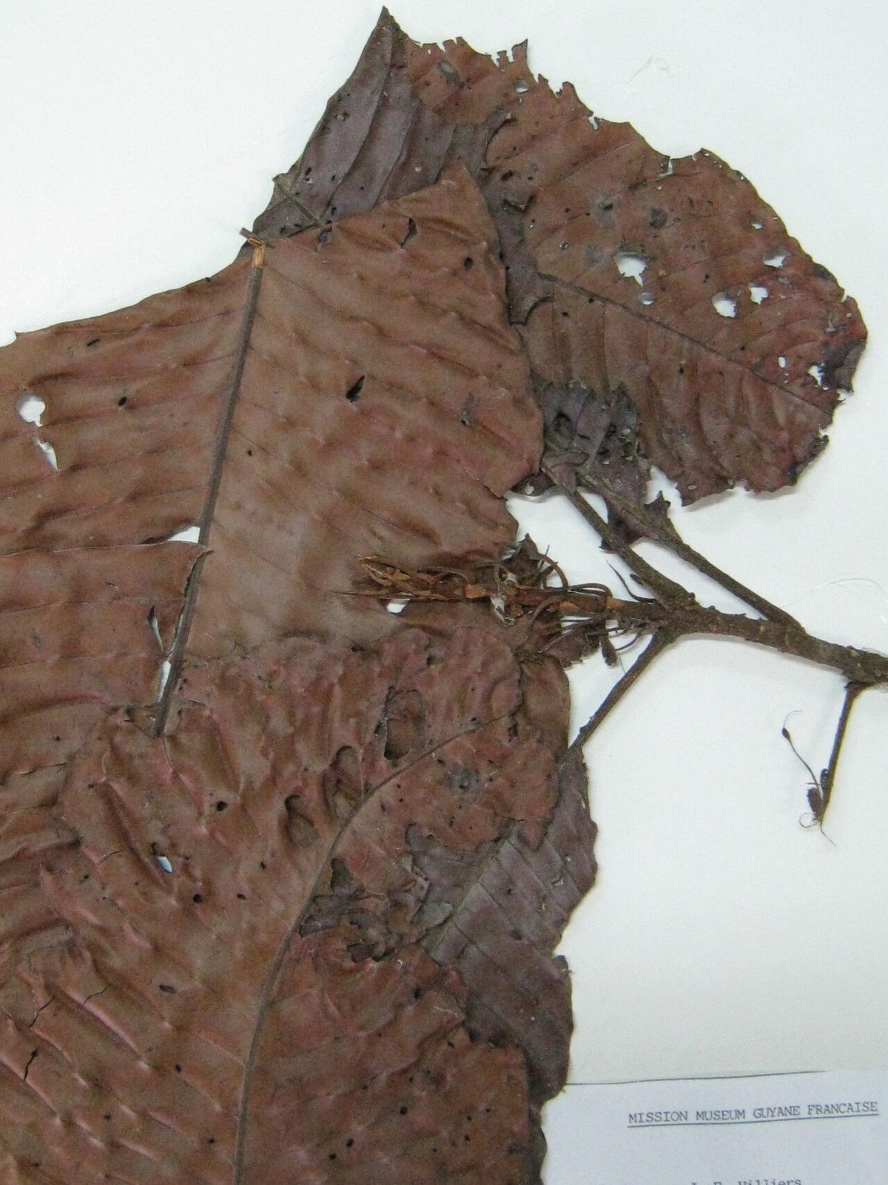 Quiina obovata other