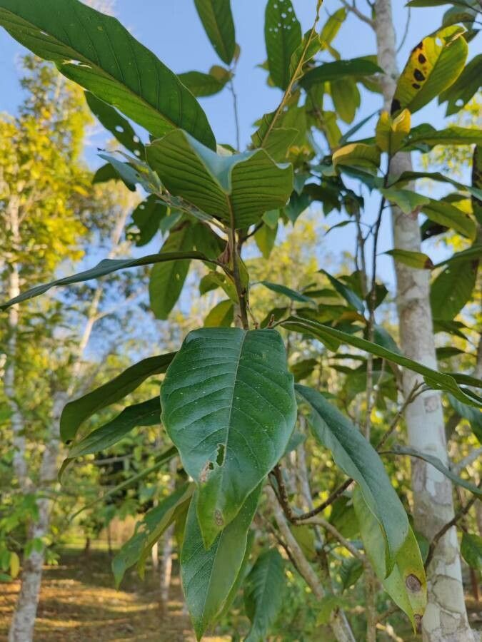 Magnolia odora — search result for 'Magnoliaceae'