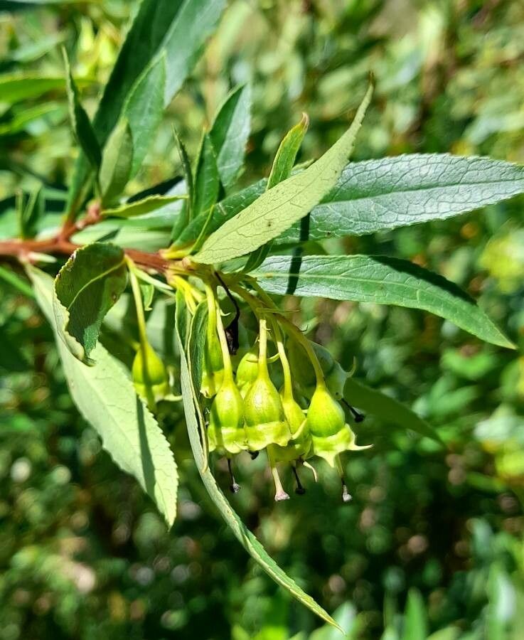 Escallonia cordobensis flower