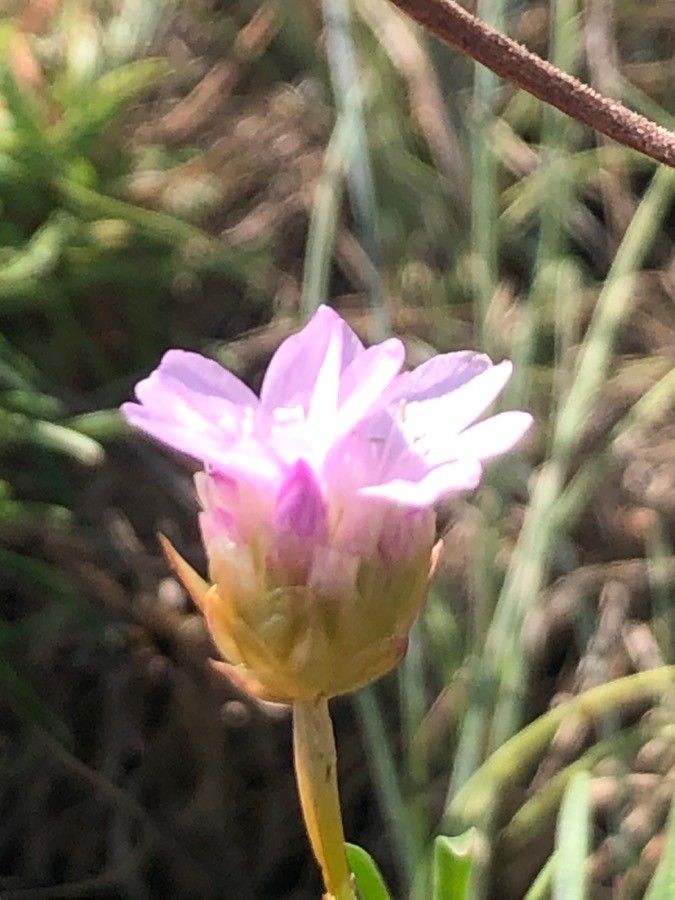 Armeria pubigera flower