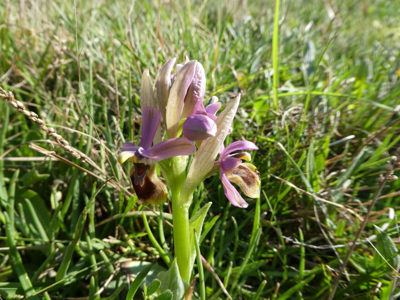 Ophrys tenthredinifera bark