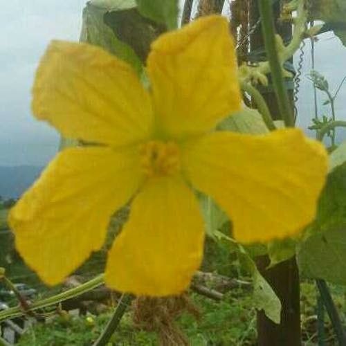 Luffa acutangula flower