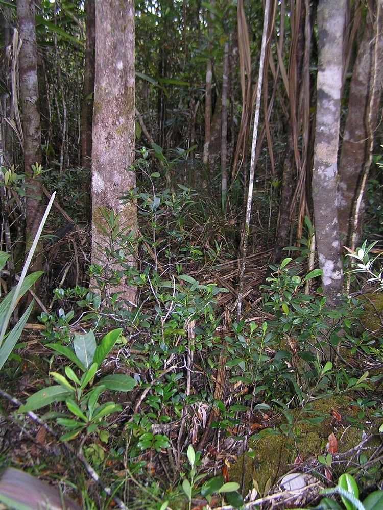Psychotria pseudomicrodaphne habit
