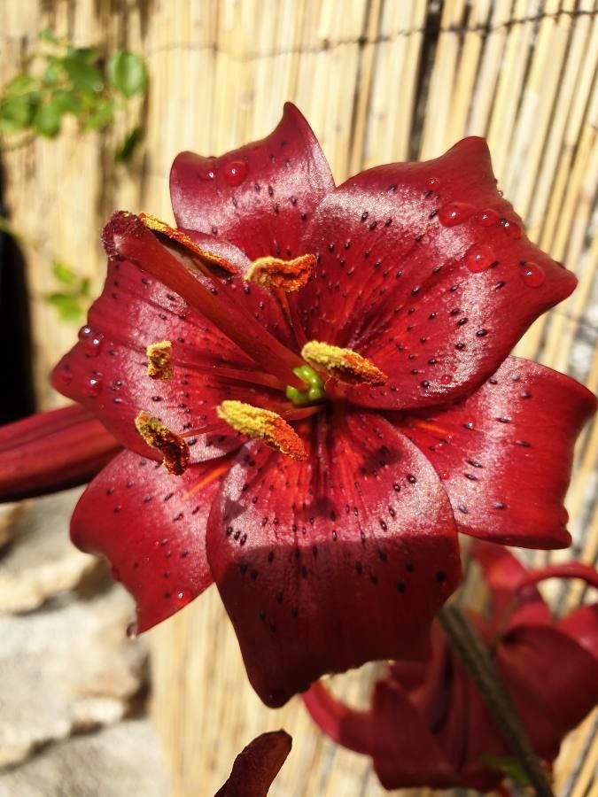 Lilium maritimum flower