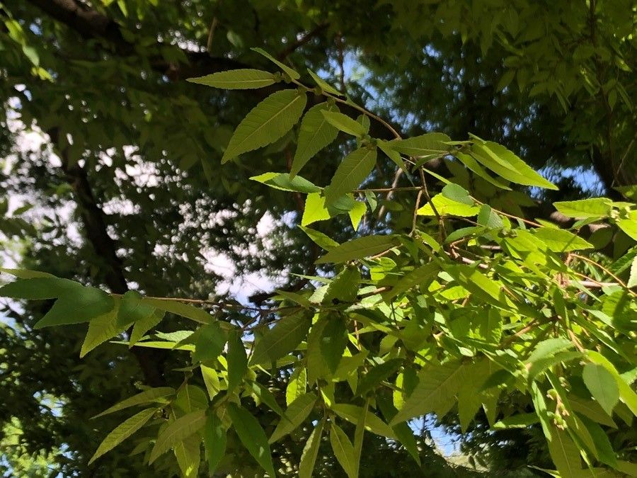 Zelkova schneideriana — related species from the same genus