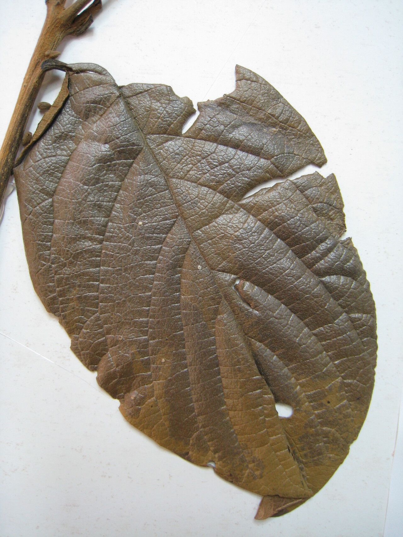 Cordia fallax other