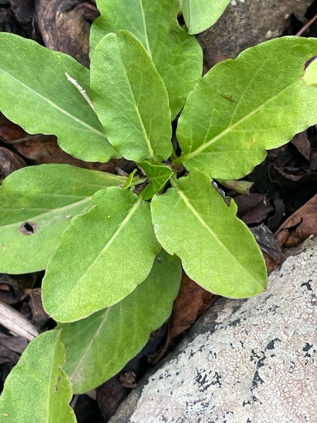 Convolvulus lopezsocasii — search result for 'Convolvulus'