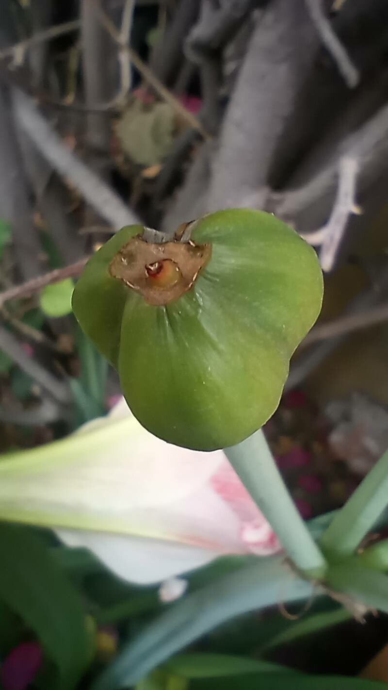 Hippeastrum correiense fruit