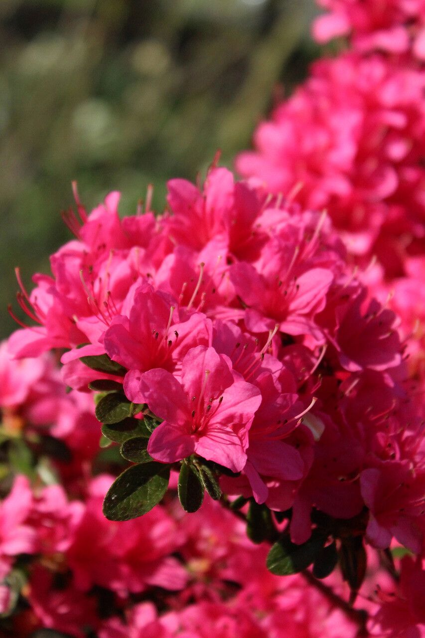 Rhododendron kiusianum flower