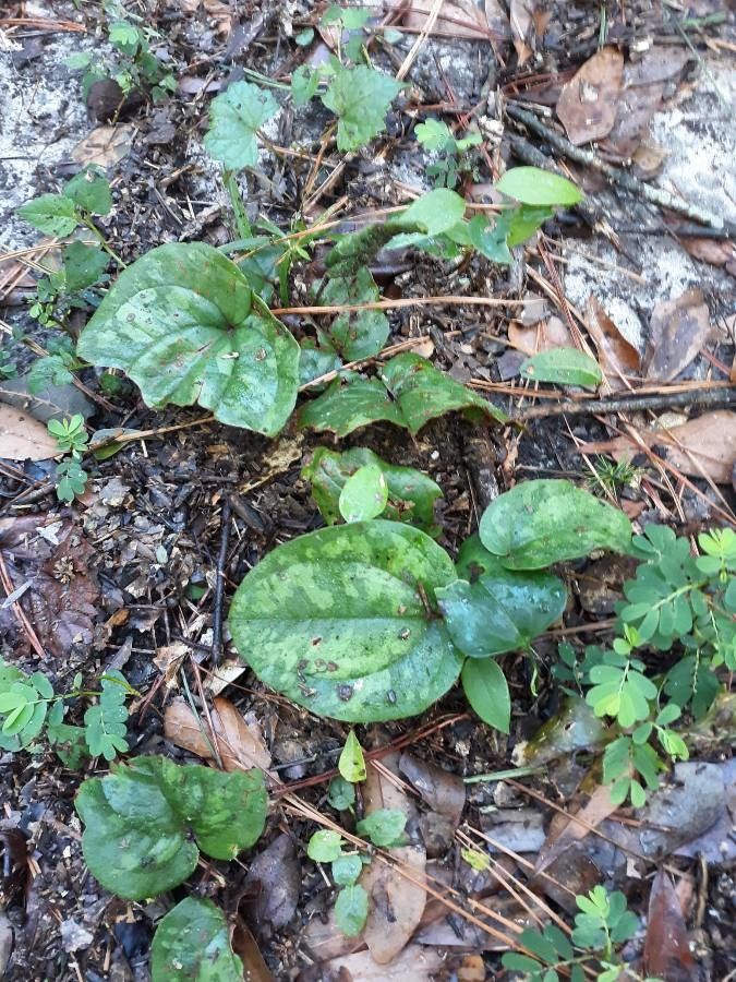Tipularia discolor habit