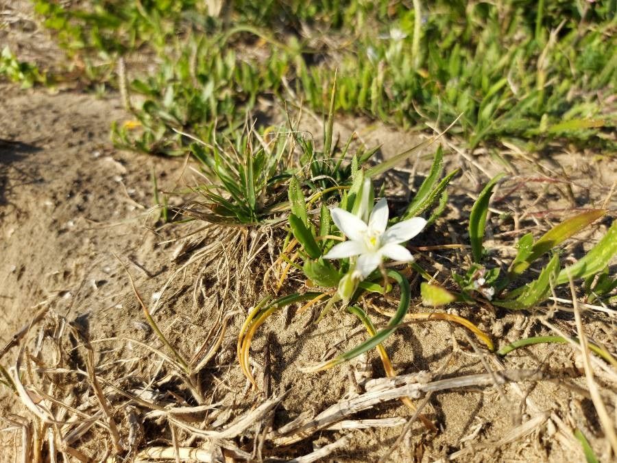 Ornithogalum exscapum bark