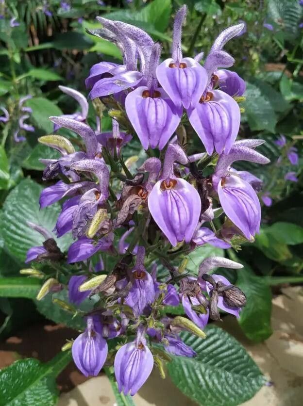 Brillantaisia ulugurica flower