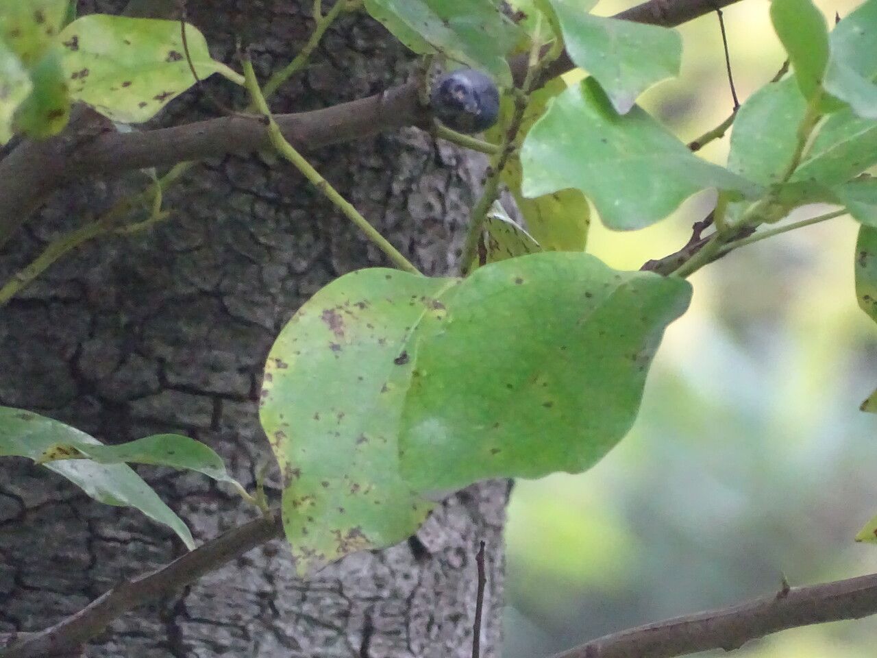 Ocotea foetens fruit
