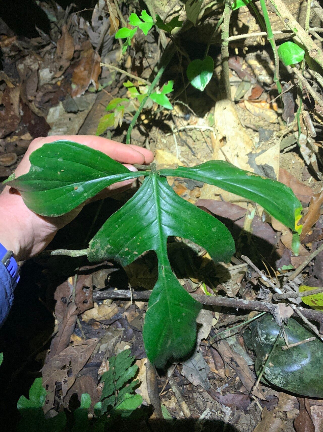 Philodendron quinquelobum — houseplant care guide