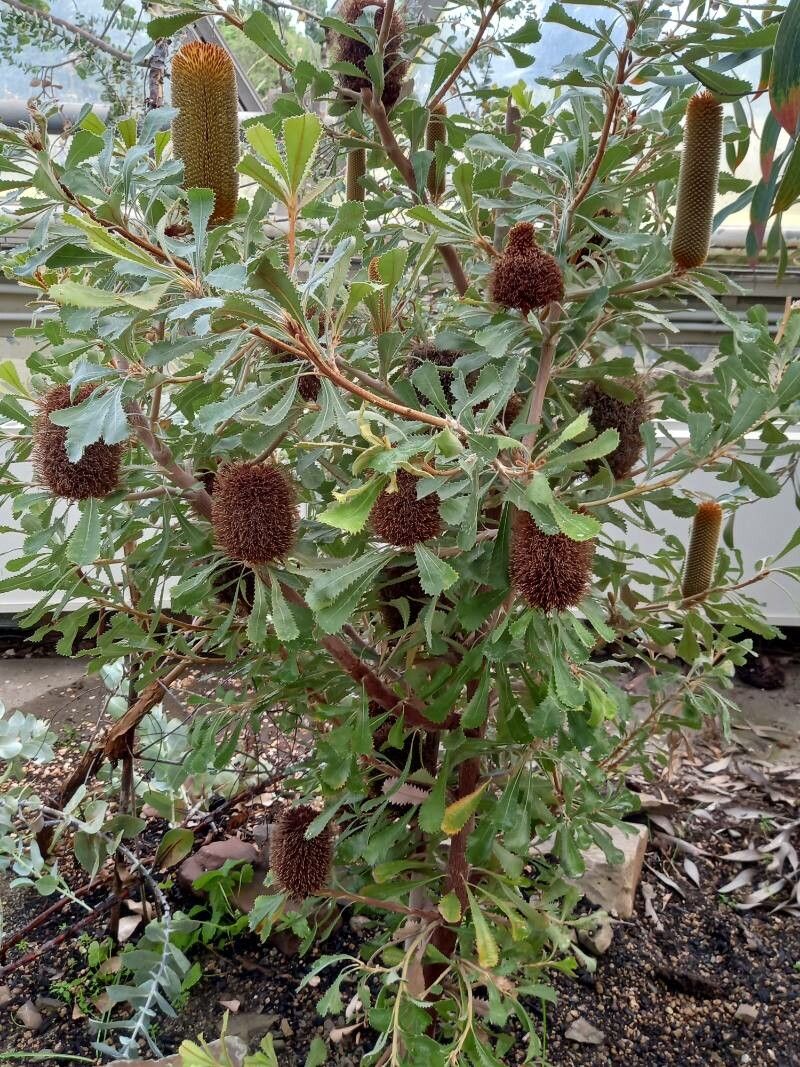 Banksia ornata habit