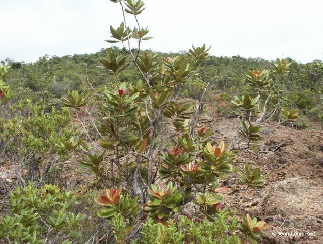 Xanthostemon velutinus habit