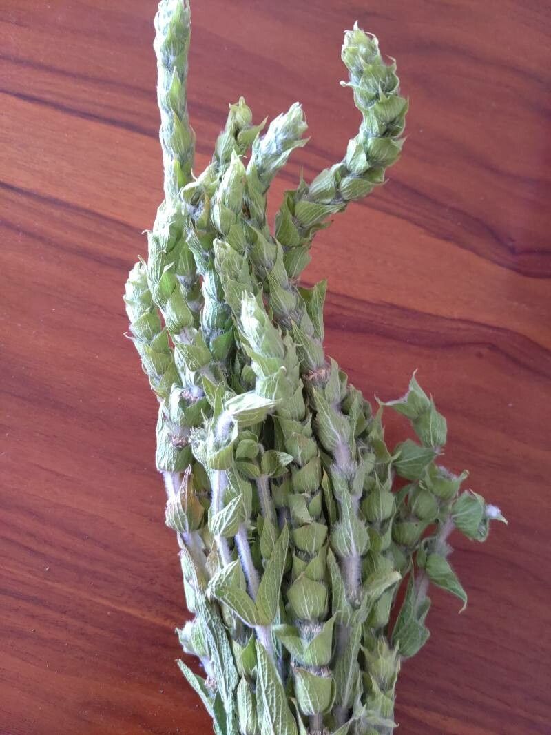 Sideritis scardica leaf