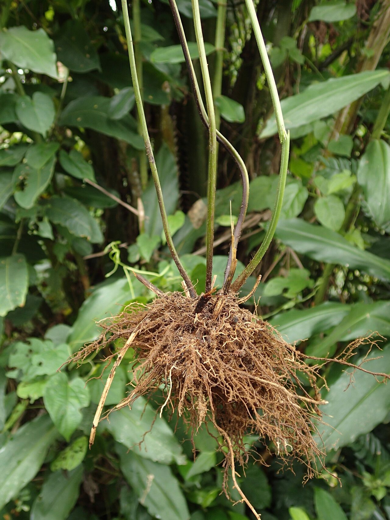 Pteris hamulosa other
