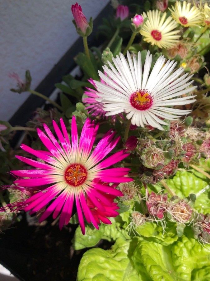 Dorotheanthus bellidiformis flower