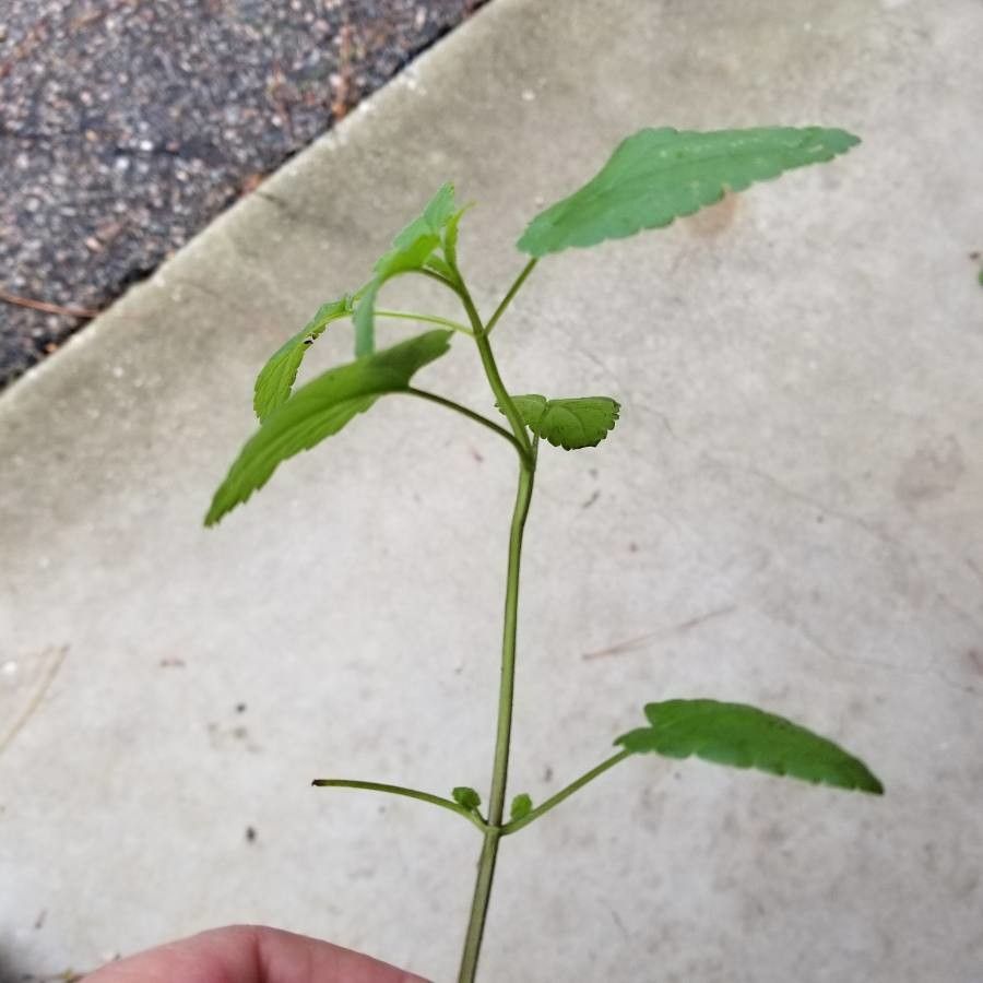 Stachys floridana — search result for 'Stachys'