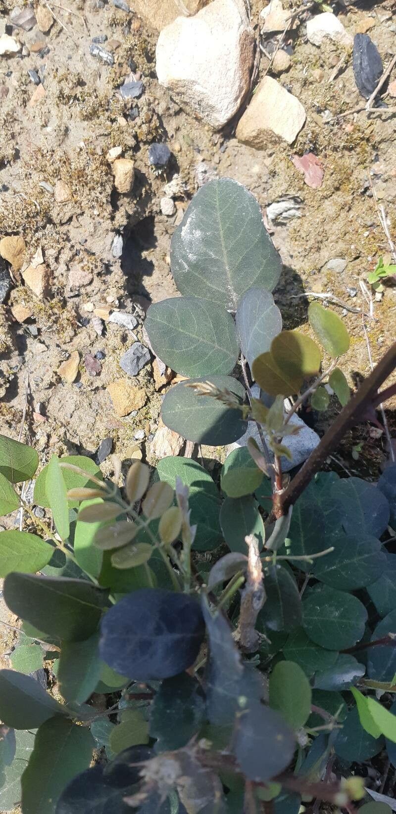 Philenoptera eriocalyx — related species from the same genus