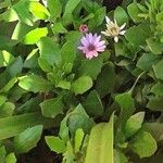 Osteospermum ecklonis